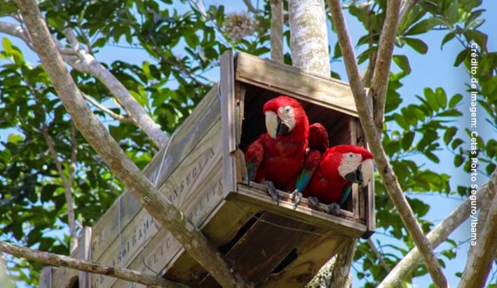 Araras em extinção voltam a nascer na Mata Atlântica