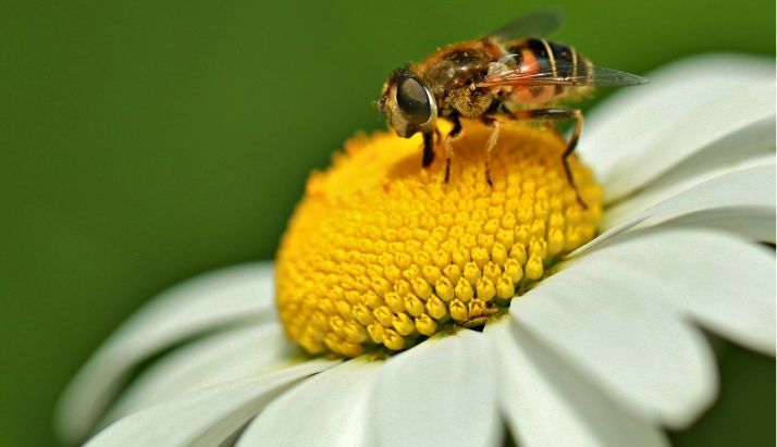 Nova regra protege abelhas antes do desmatamento