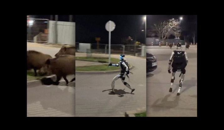 Robô humanoide persegue javalis na Polônia